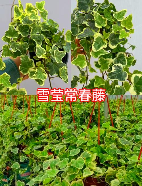 常春藤夏天怎么浇水？常春藤夏天怎么浇水视频？-第7张图片-优品飞百科