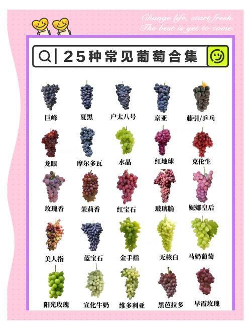 葡萄的种类都有哪些，常见的种类有哪些，葡萄的种类及名称？-第2张图片-优品飞百科