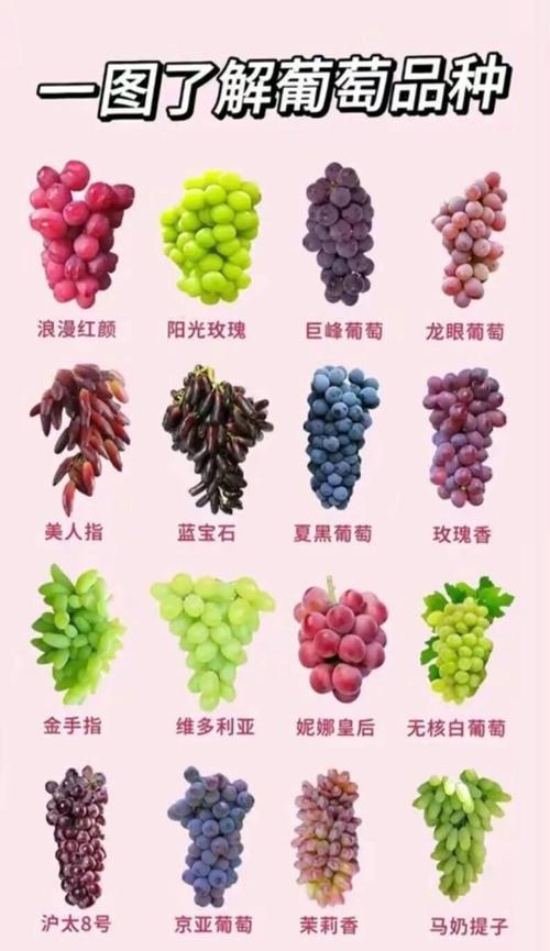 葡萄的种类都有哪些，常见的种类有哪些，葡萄的种类及名称？-第3张图片-优品飞百科