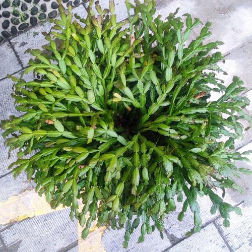 蟹爪兰不开花的原因？蟹爪兰不开花的原因在哪里？-第2张图片-优品飞百科