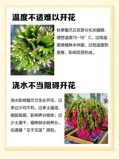 蟹爪兰不开花的原因？蟹爪兰不开花的原因在哪里？-第4张图片-优品飞百科