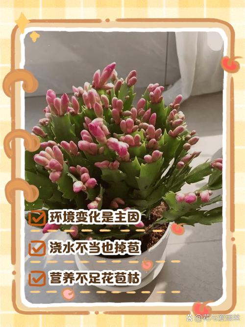 蟹爪兰不开花的原因？蟹爪兰不开花的原因在哪里？-第5张图片-优品飞百科