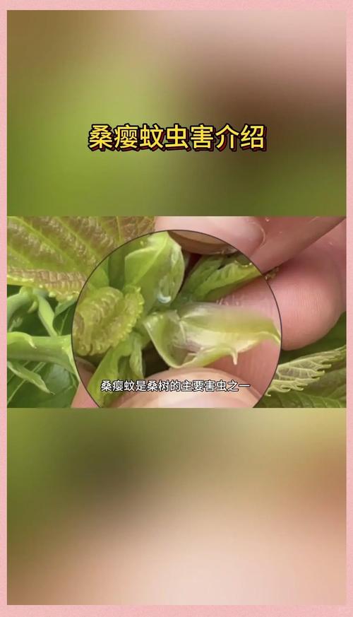 扶桑常见病害及防治方法，扶桑的栽培技术？