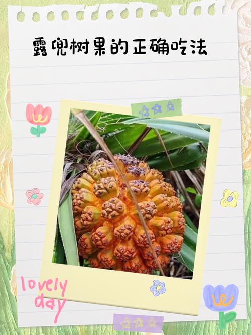 露兜树果实能不能吃，露兜树果子能吃吗-第3张图片-优品飞百科