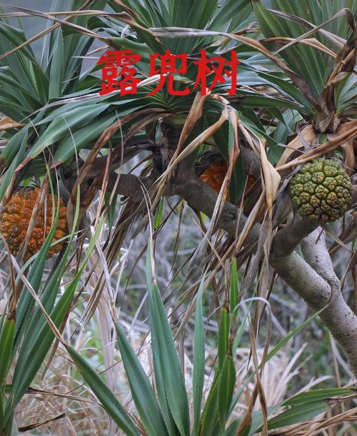 露兜树果实能不能吃，露兜树果子能吃吗-第4张图片-优品飞百科
