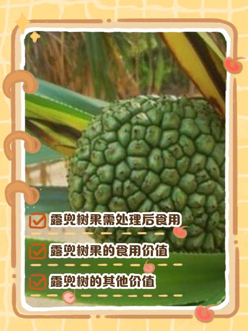 露兜树果实能不能吃，露兜树果子能吃吗-第5张图片-优品飞百科