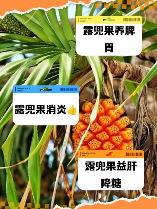 露兜树果实能不能吃，露兜树果子能吃吗-第6张图片-优品飞百科