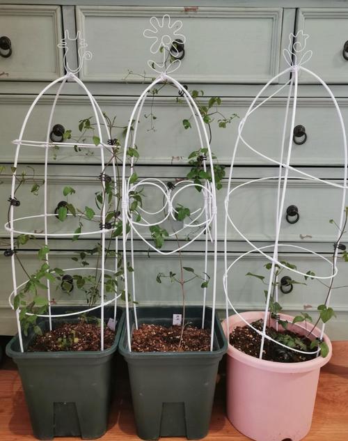 自制爬藤花架？自制爬藤花架子废物利用？