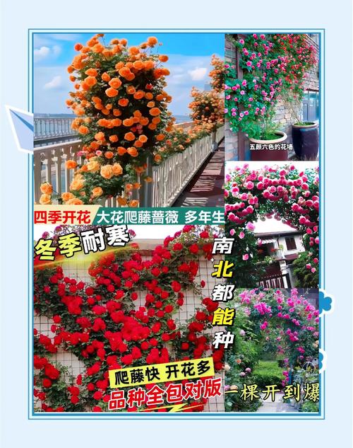 自制爬藤花架？自制爬藤花架子废物利用？-第4张图片-优品飞百科