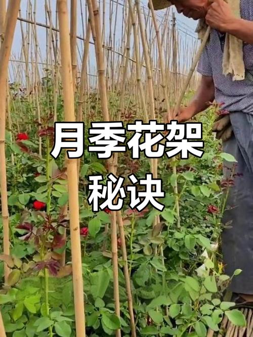 自制爬藤花架？自制爬藤花架子废物利用？-第5张图片-优品飞百科