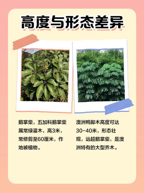 熊掌木的主要作用，熊掌木的养殖方法和注意事项-第2张图片-优品飞百科