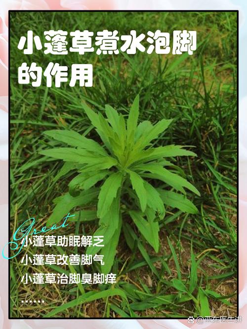 碱蓬的功效与作用，盐地碱蓬的功效与作用？