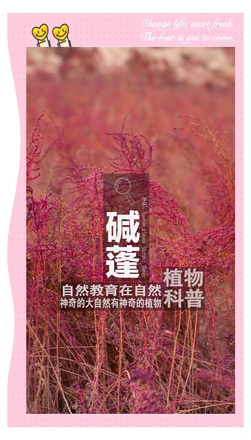 碱蓬的功效与作用，盐地碱蓬的功效与作用？-第4张图片-优品飞百科