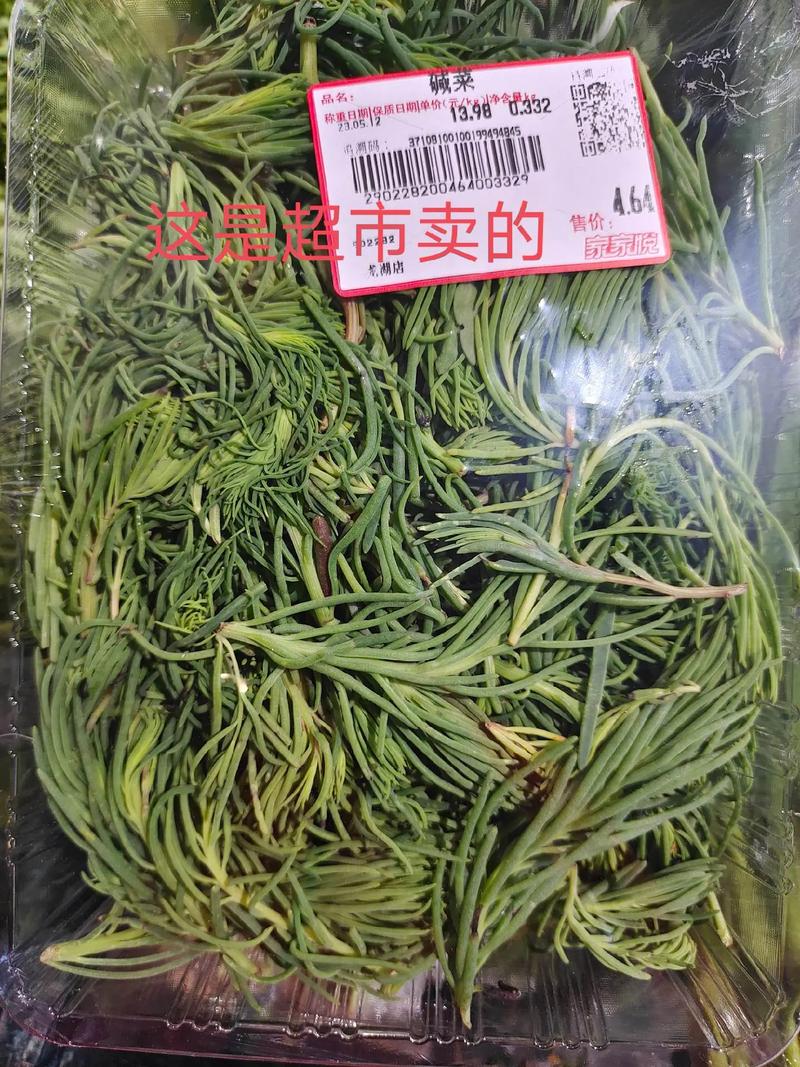 碱蓬的功效与作用，盐地碱蓬的功效与作用？-第5张图片-优品飞百科