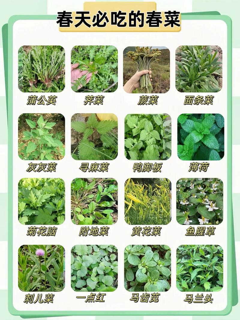 关于春天摘把它，让你一年有“榆”钱，舌尖感受“椿”天！的信息-第2张图片-优品飞百科