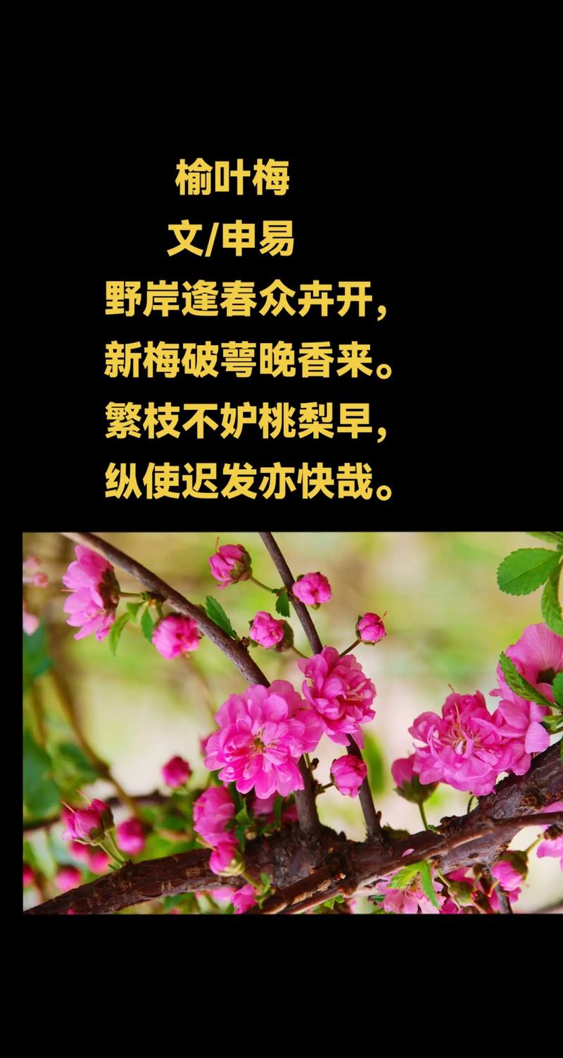 关于春天摘把它，让你一年有“榆”钱，舌尖感受“椿”天！的信息-第3张图片-优品飞百科