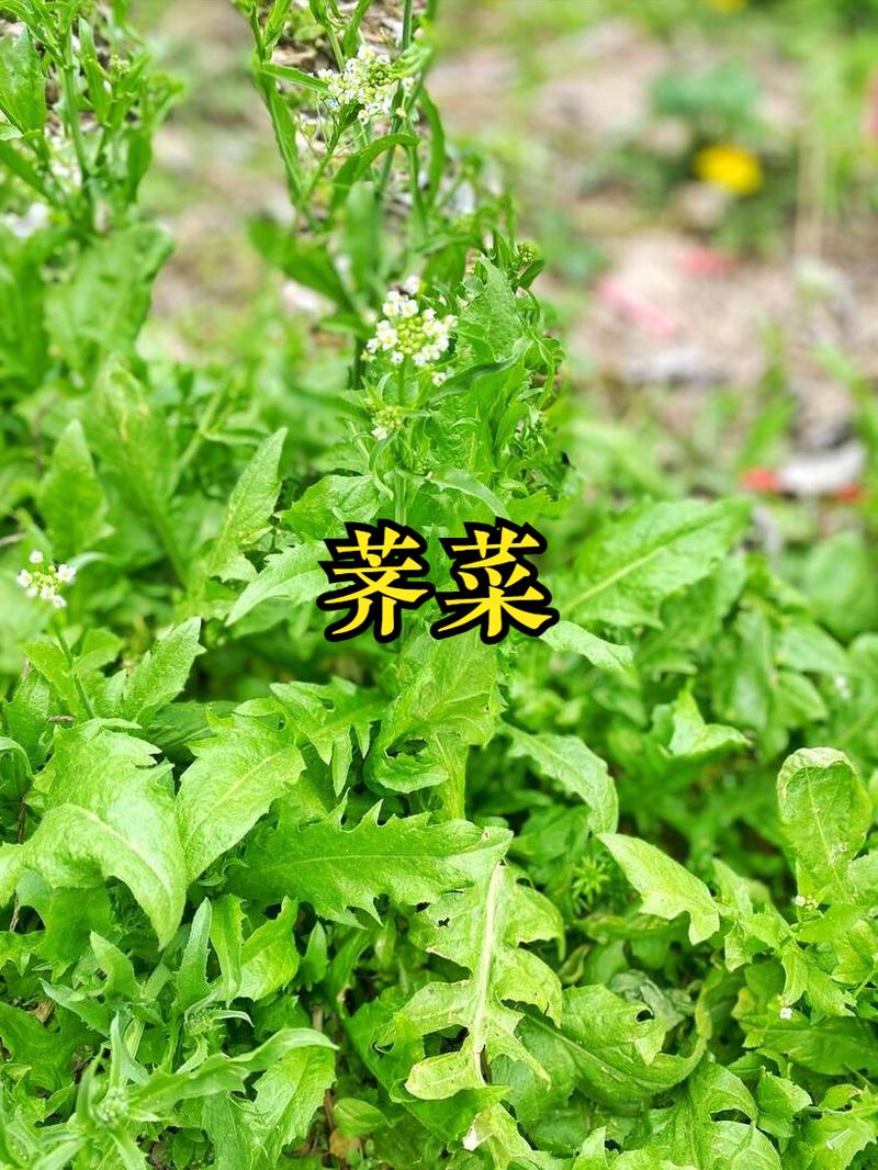 关于春天摘把它，让你一年有“榆”钱，舌尖感受“椿”天！的信息-第6张图片-优品飞百科