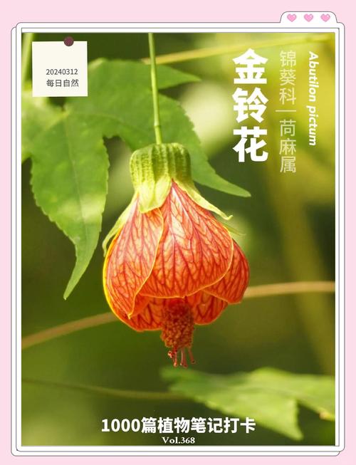 金铃花的功效和作用，金铃花的功效和作用是什么-第3张图片-优品飞百科