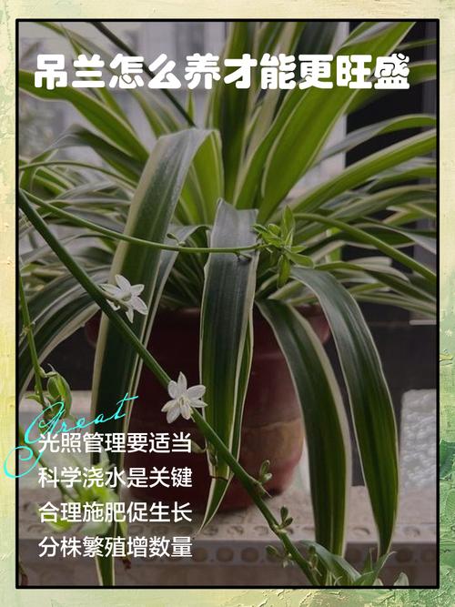 新买的吊兰怎么养，新买的吊兰怎么养护和浇水-第2张图片-优品飞百科