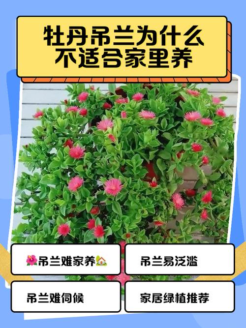 新买的吊兰怎么养，新买的吊兰怎么养护和浇水-第4张图片-优品飞百科