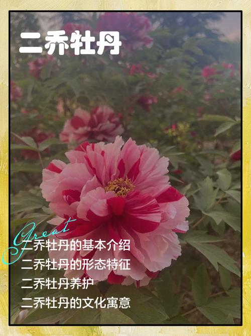 二乔牡丹的养殖方法及注意事项？什么叫二乔牡丹？-第4张图片-优品飞百科