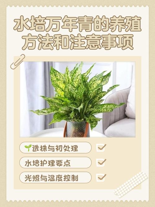 万年青可以水培吗，万年青可以水培吗风水摆放什么位置好