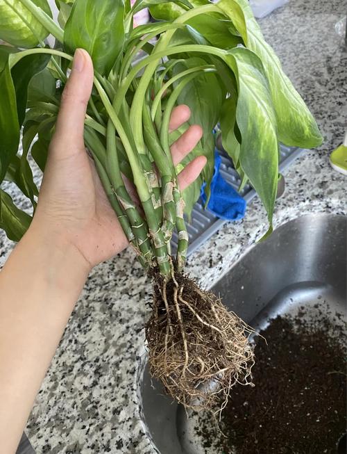 万年青可以水培吗，万年青可以水培吗风水摆放什么位置好-第2张图片-优品飞百科