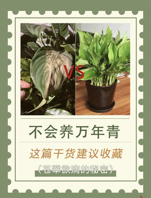 万年青可以水培吗，万年青可以水培吗风水摆放什么位置好-第3张图片-优品飞百科