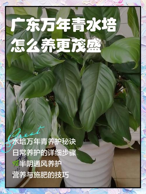 万年青可以水培吗，万年青可以水培吗风水摆放什么位置好-第4张图片-优品飞百科