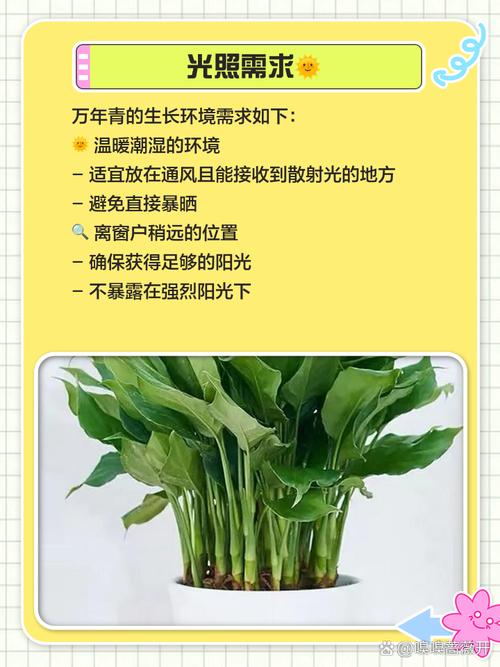 万年青可以水培吗，万年青可以水培吗风水摆放什么位置好-第7张图片-优品飞百科