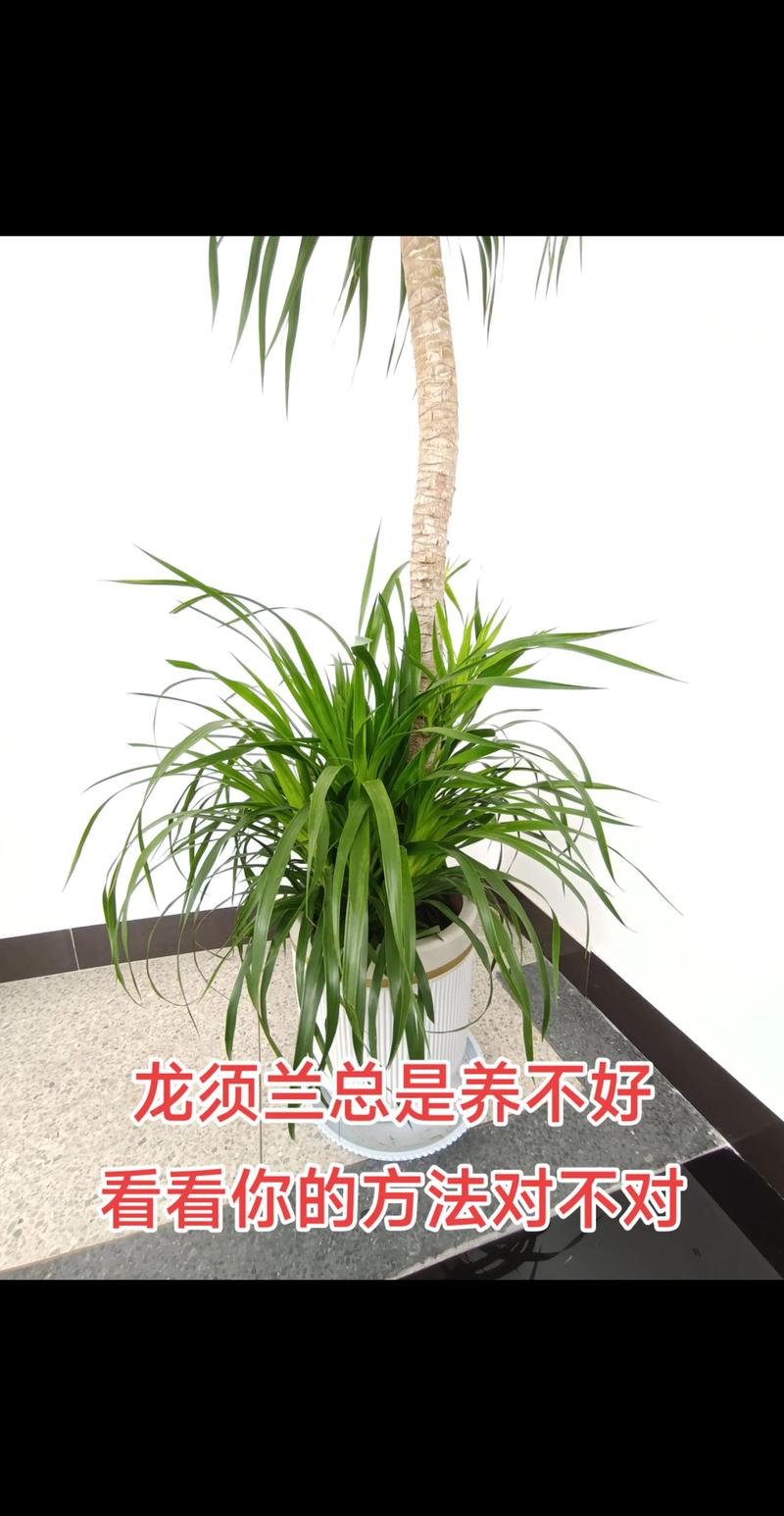 龙须兰的繁殖方法，龙须兰植物怎么养