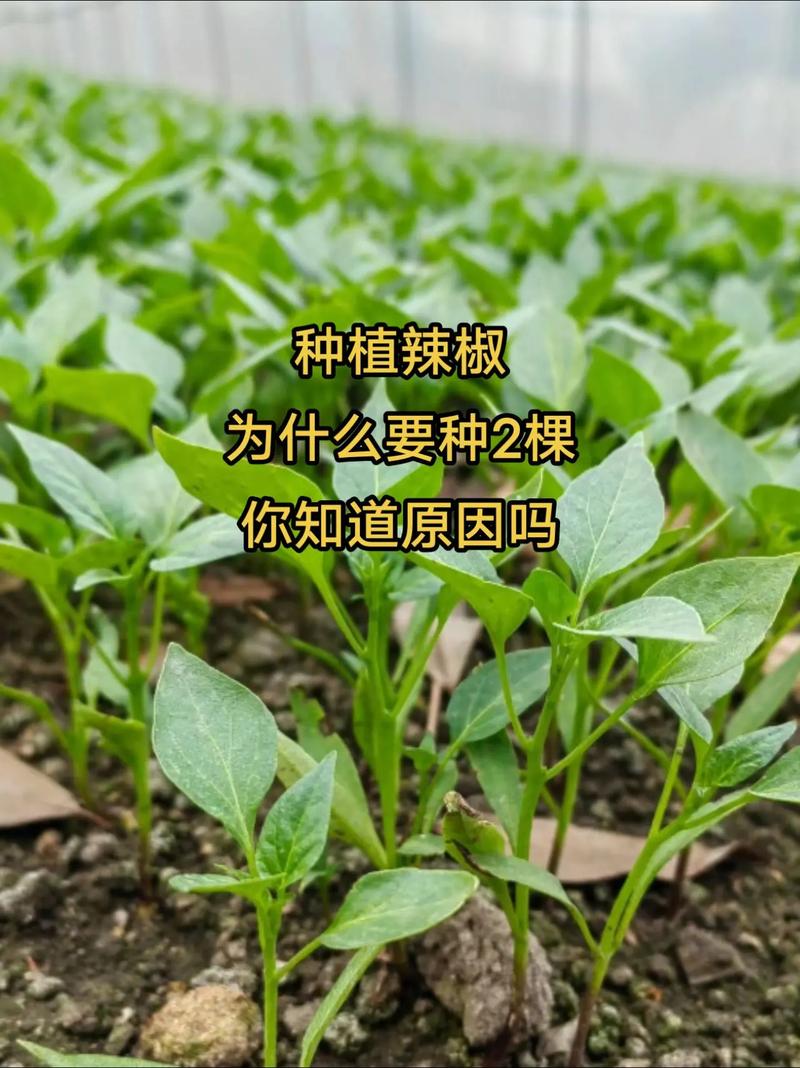 辣椒怎样育苗？辣椒怎样育苗和管理？-第2张图片-优品飞百科