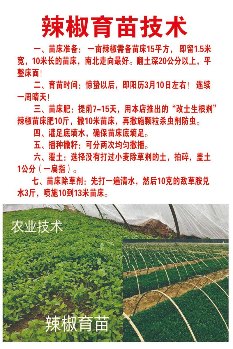 辣椒怎样育苗？辣椒怎样育苗和管理？-第3张图片-优品飞百科