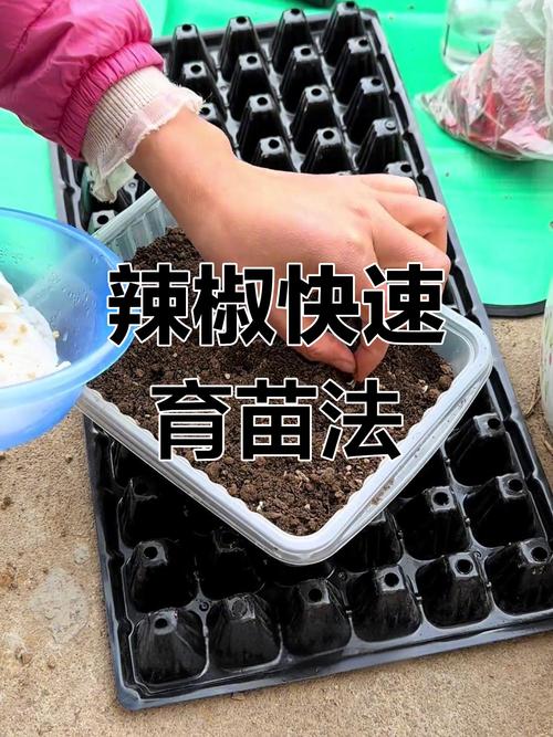 辣椒怎样育苗？辣椒怎样育苗和管理？-第5张图片-优品飞百科