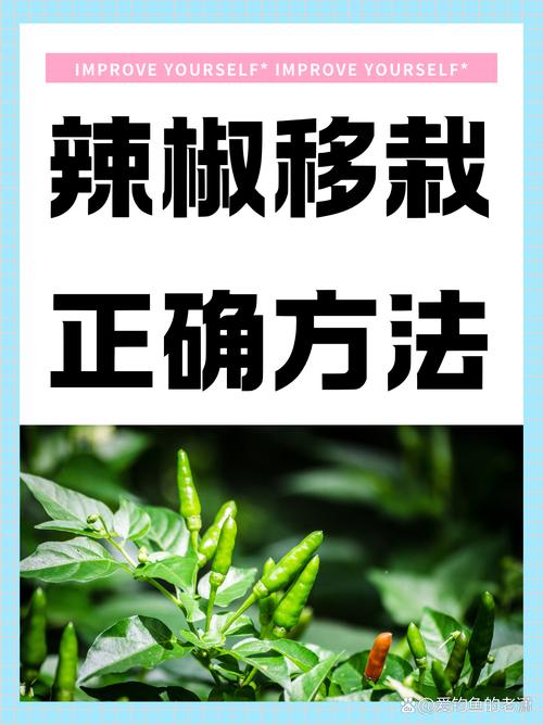 辣椒怎样育苗？辣椒怎样育苗和管理？-第6张图片-优品飞百科