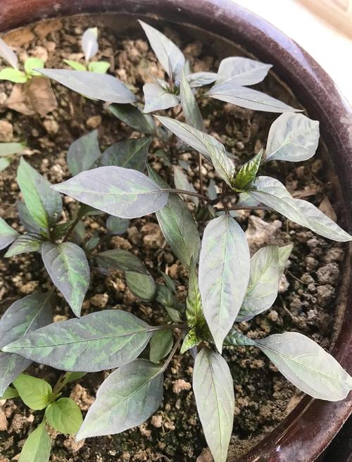 辣椒怎样育苗？辣椒怎样育苗和管理？-第7张图片-优品飞百科
