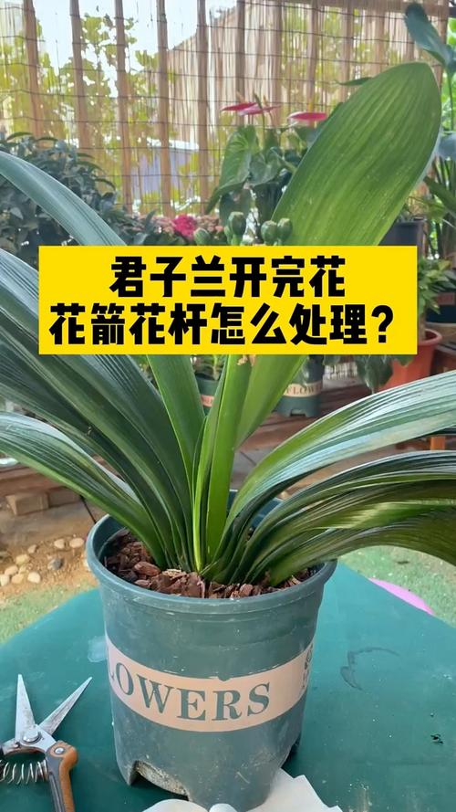 君子兰结果后怎么处理？君子兰结果后怎么处理叶子？-第2张图片-优品飞百科