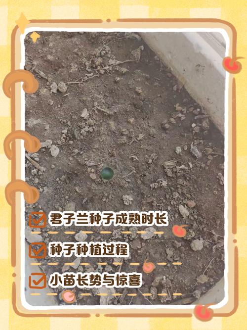 君子兰结果后怎么处理？君子兰结果后怎么处理叶子？-第3张图片-优品飞百科