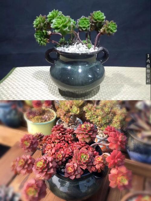 碧光环长大了好看吗，碧光环长大了什么样？-第3张图片-优品飞百科