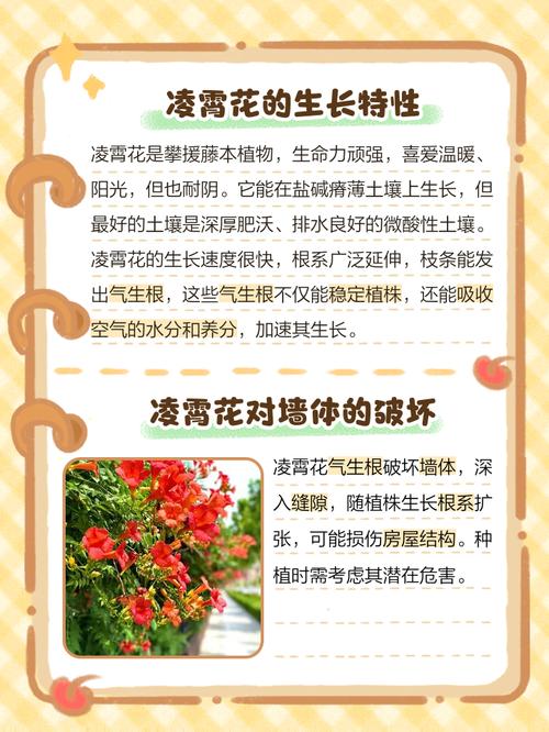 农村庭院不宜种凌霄花的原因，院子栽种凌霄花好不好？-第2张图片-优品飞百科