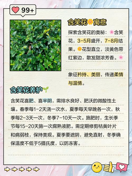 含笑花的功效与作用，含笑花的功效与作用药用价值图片-第2张图片-优品飞百科