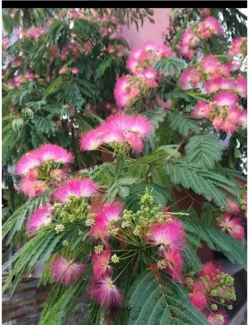 含笑花的功效与作用，含笑花的功效与作用药用价值图片-第3张图片-优品飞百科