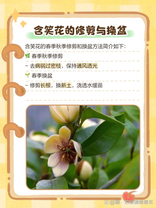 含笑花的功效与作用，含笑花的功效与作用药用价值图片-第6张图片-优品飞百科