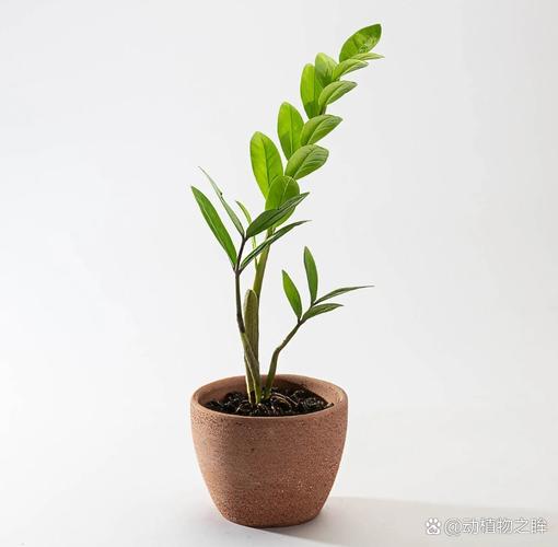 金钱树有毒吗？金钱树有毒吗对身体有害吗？-第2张图片-优品飞百科