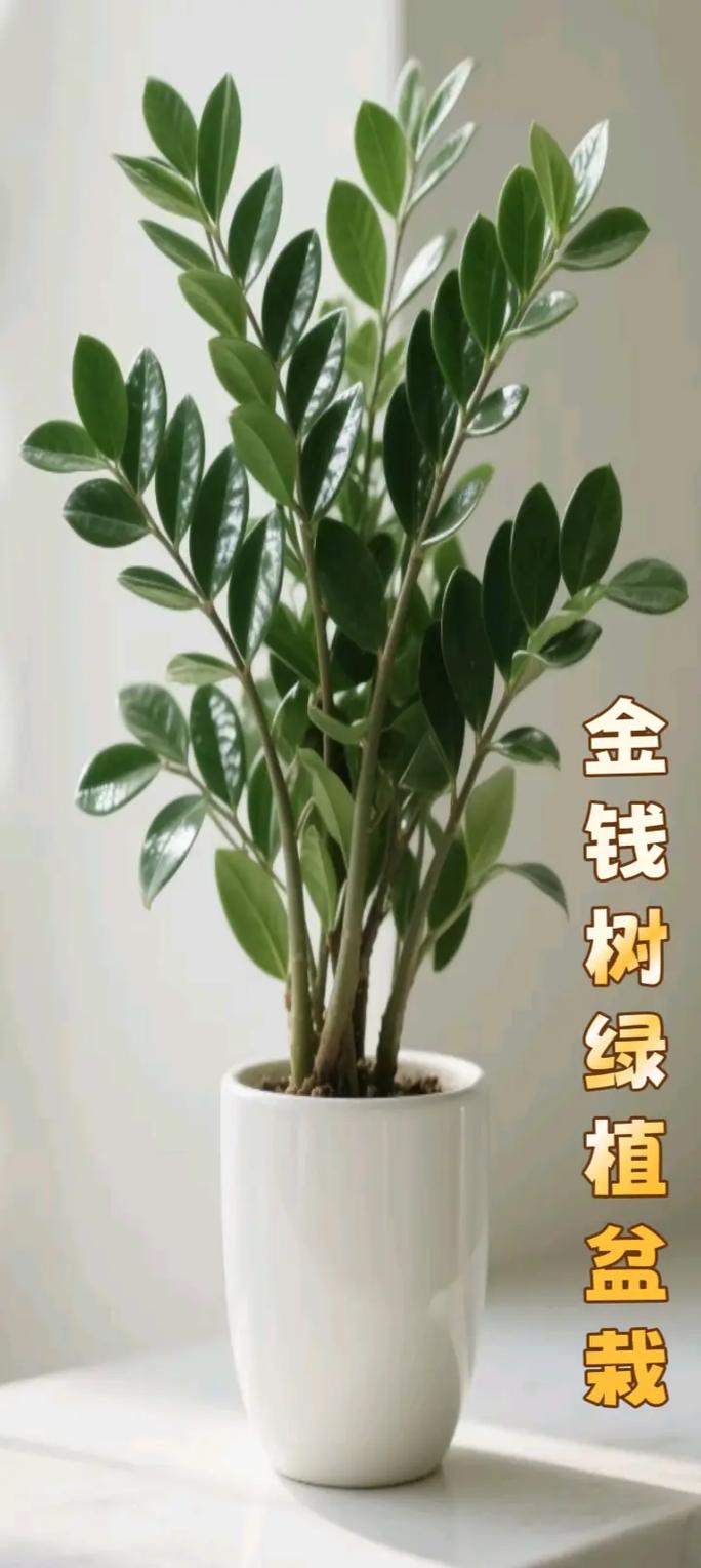金钱树有毒吗？金钱树有毒吗对身体有害吗？-第5张图片-优品飞百科