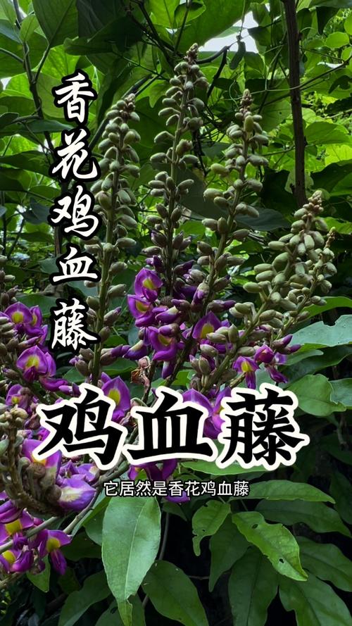 鸡血藤的病虫害防治？鸡血藤的病虫害防治研究？
