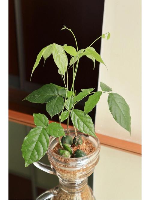 鸡血藤的病虫害防治？鸡血藤的病虫害防治研究？-第2张图片-优品飞百科