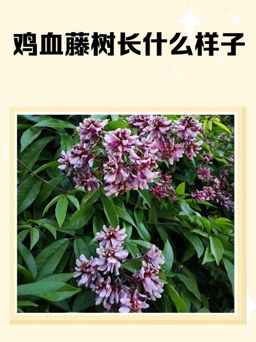 鸡血藤的病虫害防治？鸡血藤的病虫害防治研究？-第4张图片-优品飞百科