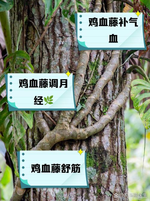 鸡血藤的病虫害防治？鸡血藤的病虫害防治研究？-第5张图片-优品飞百科