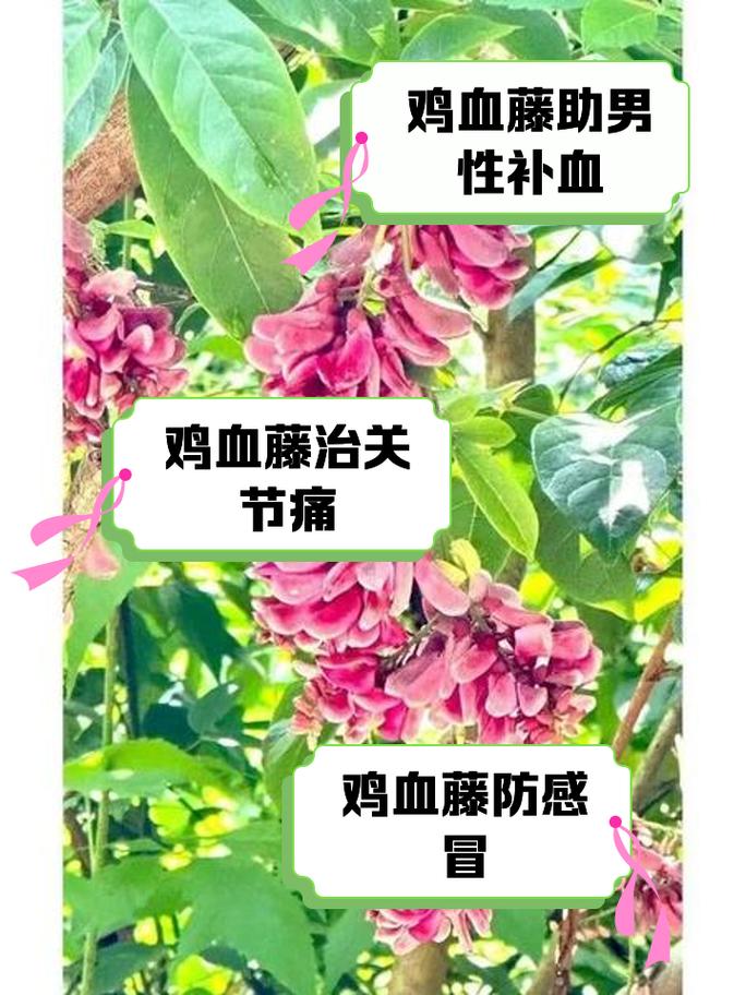 鸡血藤的病虫害防治？鸡血藤的病虫害防治研究？-第7张图片-优品飞百科